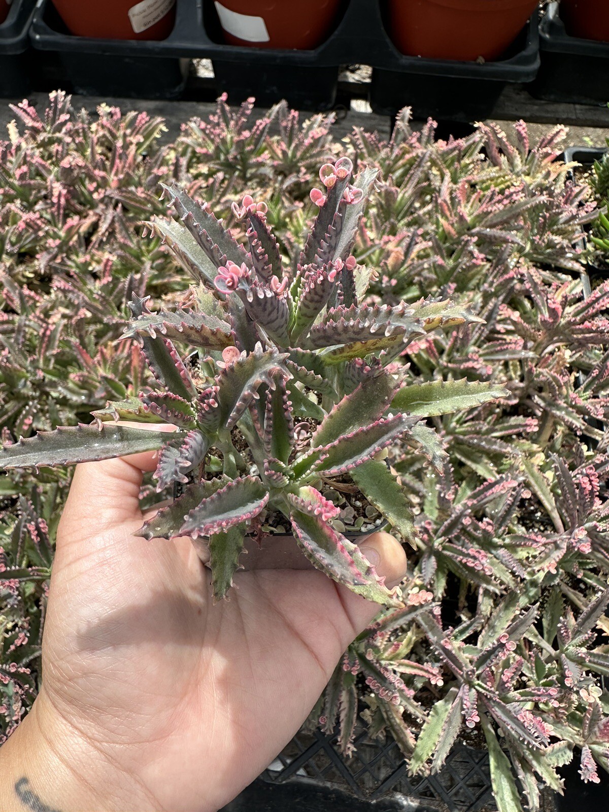 Kalanchoe 'Pink Butterflies' Mother of Thousands 5 Pink pups On Top Of Plant Kalanchoe 'Pink Butterflies' Mother of Thousands 5 Pink pups On Top Of Plant