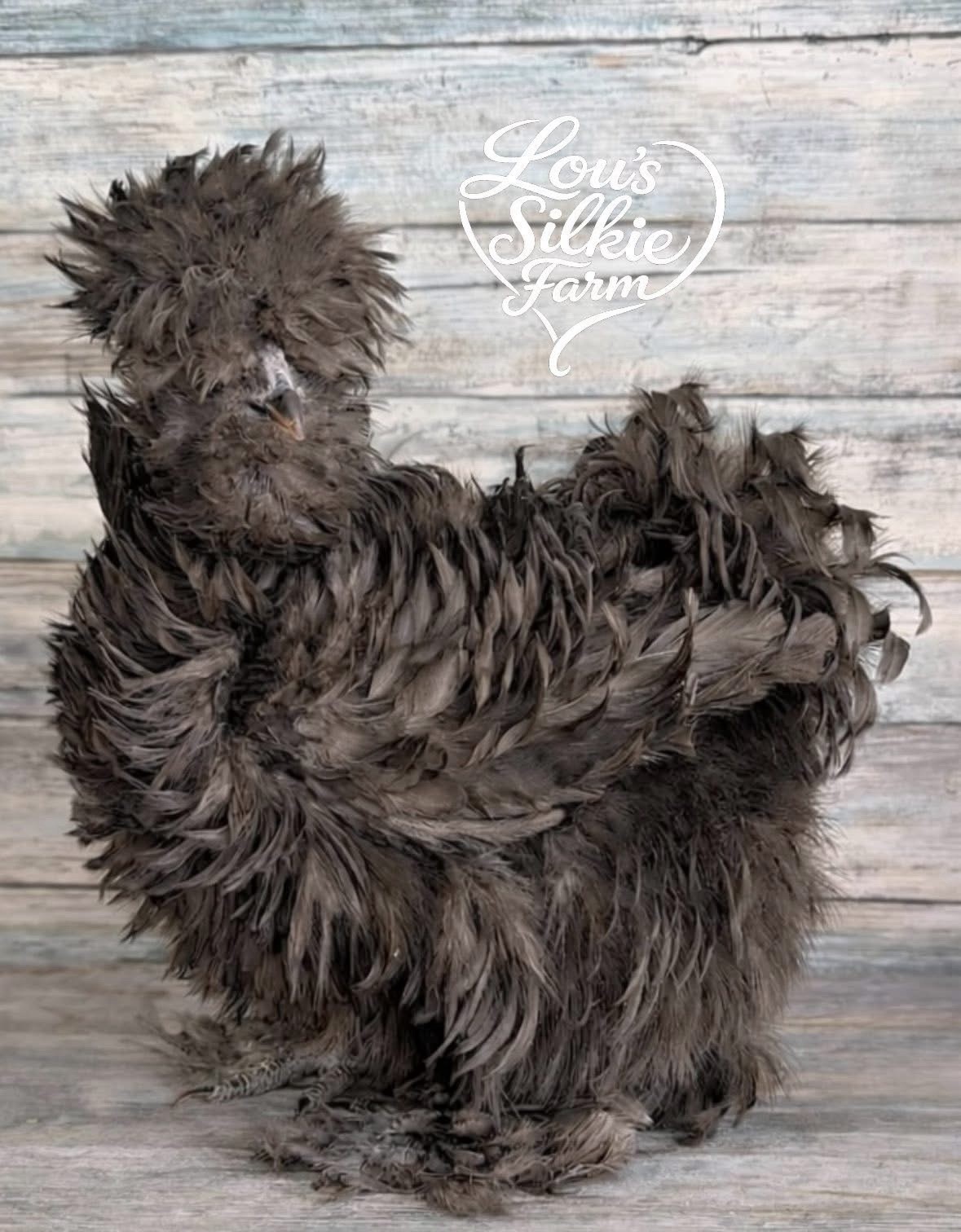 One Dozen (12) Sex-link Chocolate/Mauve • All feather types • UPS 3 Day