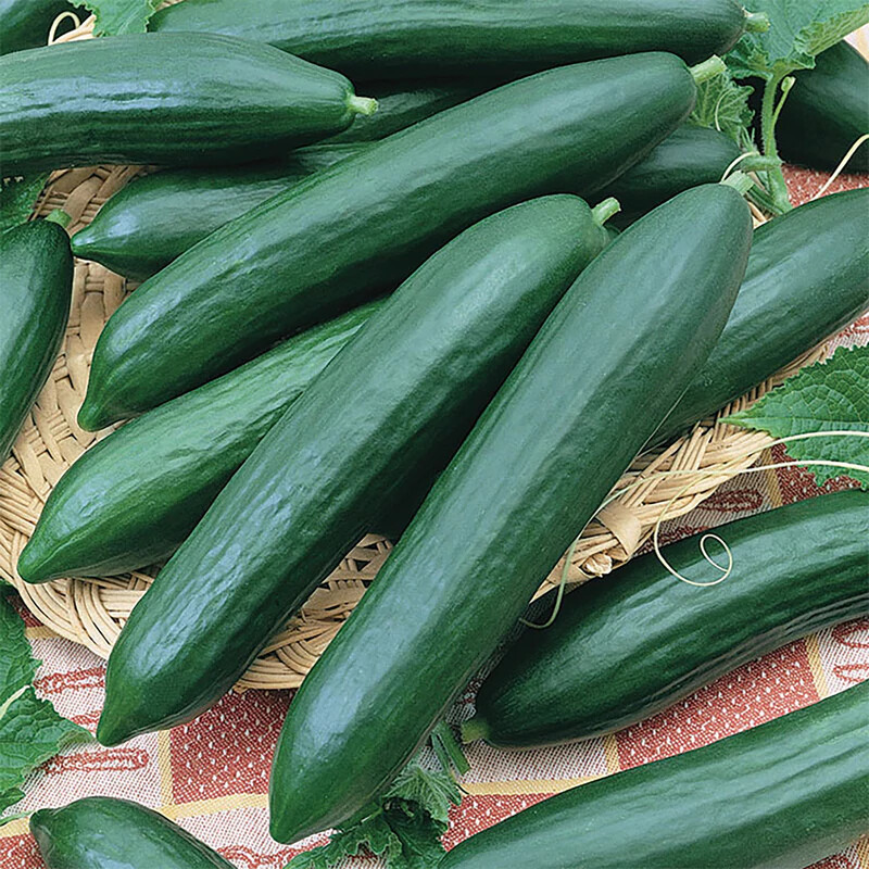 Tendergreen Burpless Cucumber Seeds | Heirloom / Non-GMO |  | 1062