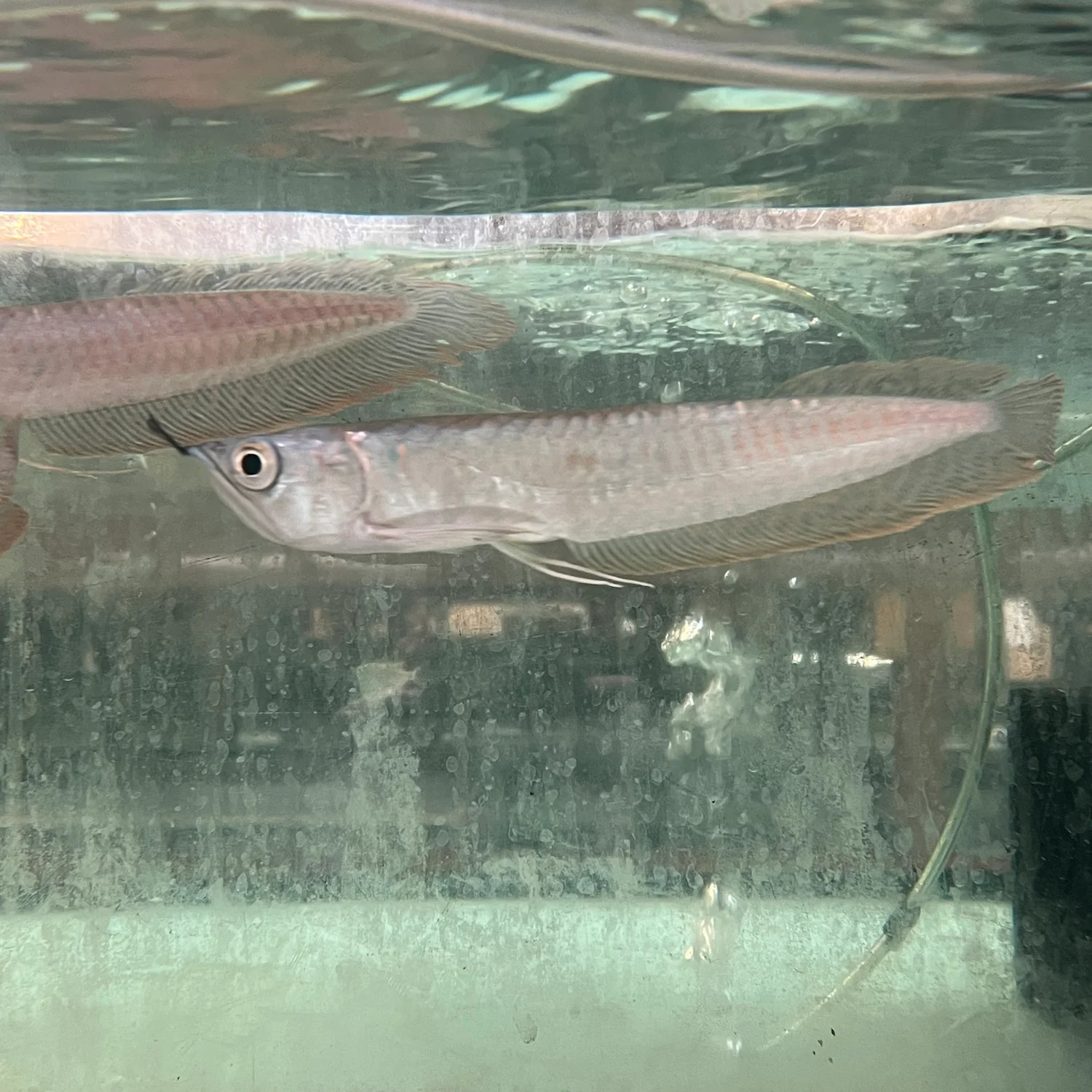 Silver Arowana Silver Arowana