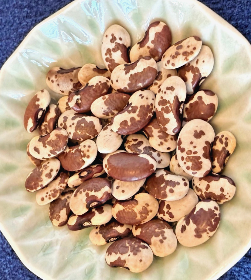 Anasazi beans (Phaseolus vulgaris) Qty: 20