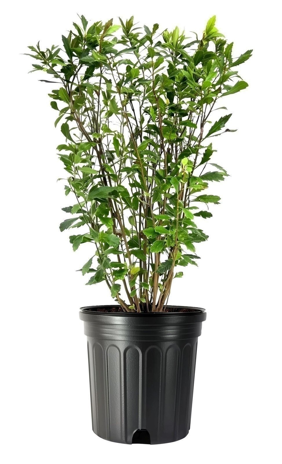 Wax Myrtle | 1 Gallon | Morella cerifera | Low Maintenance | Hardy | Shrub