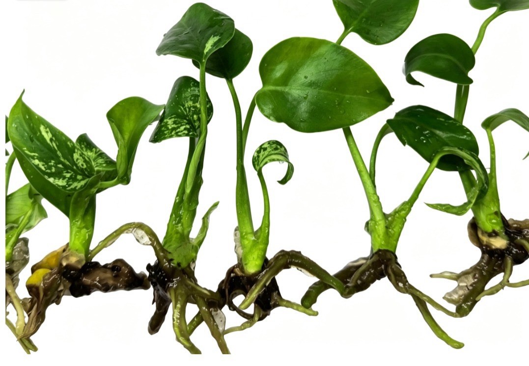 Monstera Devil Monster (Grade A) – Rare Aroid - TC Plantlet