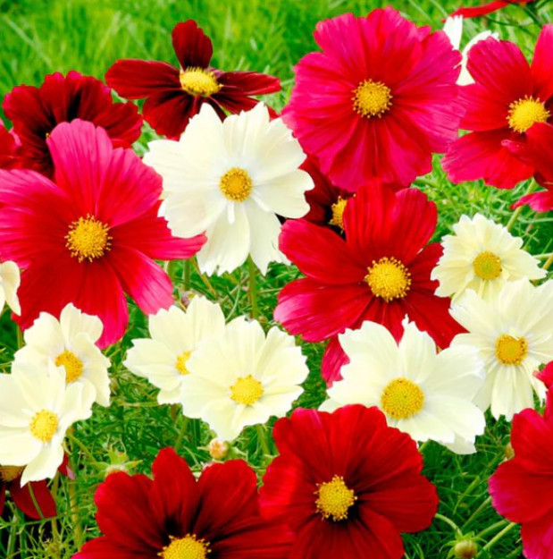 Cosmos RUBIES SUNSHINE Red+ Flowers Pollinators Butterflies Non-GMO 100 Seeds Cosmos RUBIES SUNSHINE Red+ Flowers Pollinators Butterflies Non-GMO 100 Seeds
