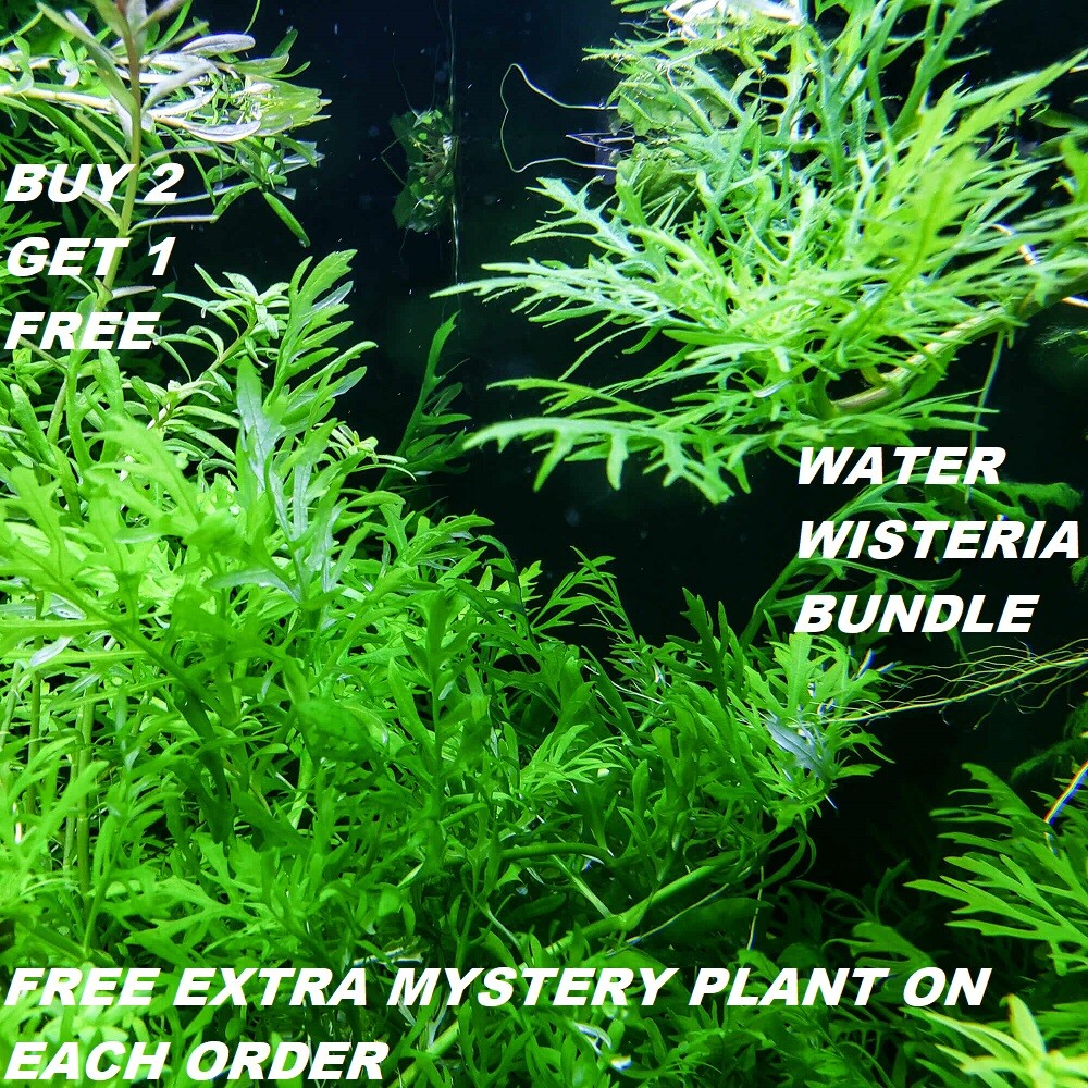 Hygrophila Difformis Bunch Water Wisteria Live Aquarium Plants BUY2GET1FREE
