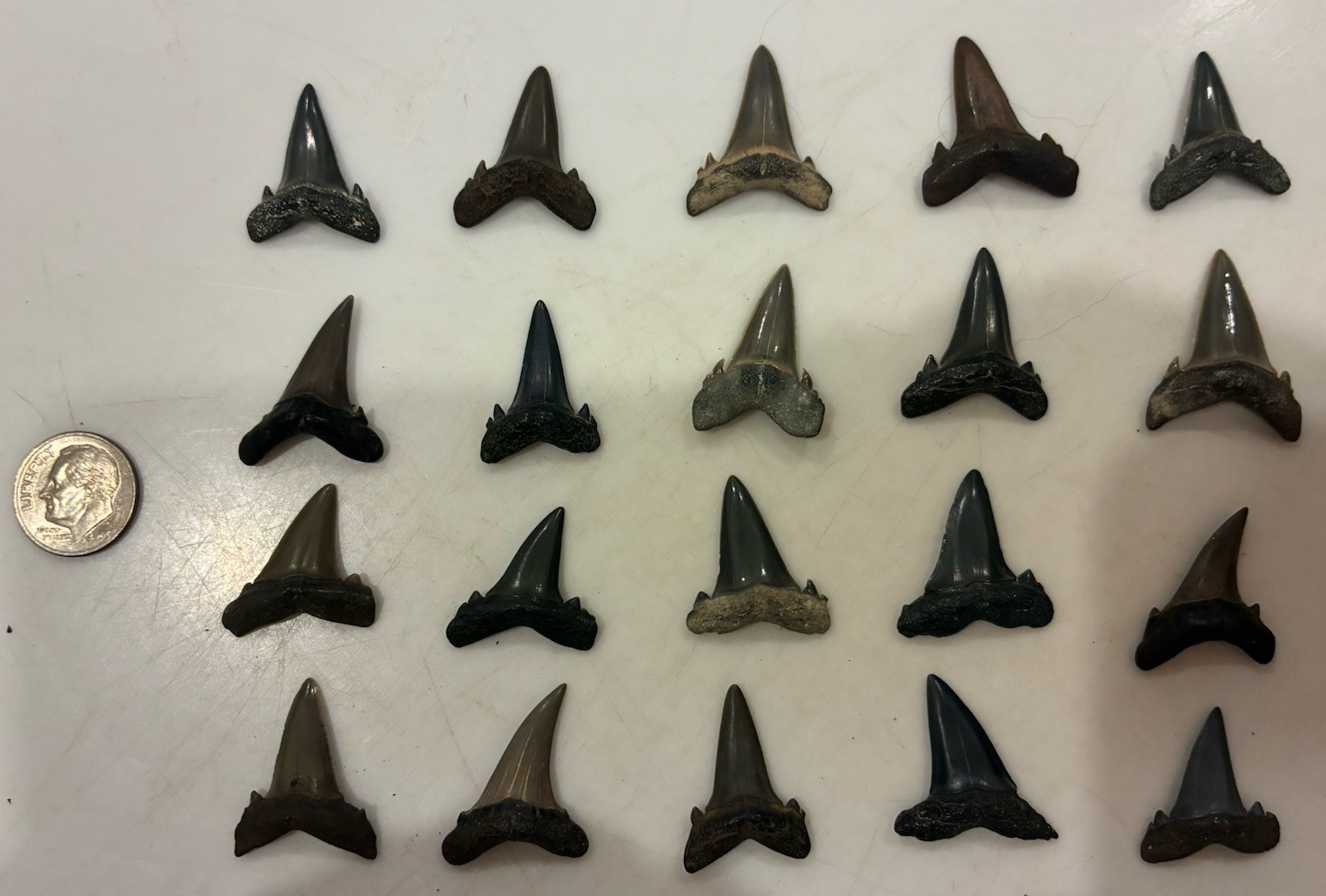 Lot of 20 Fossilized Sand Tiger Shark Teeth Lot of 20 Fossilized Sand Tiger Shark Teeth