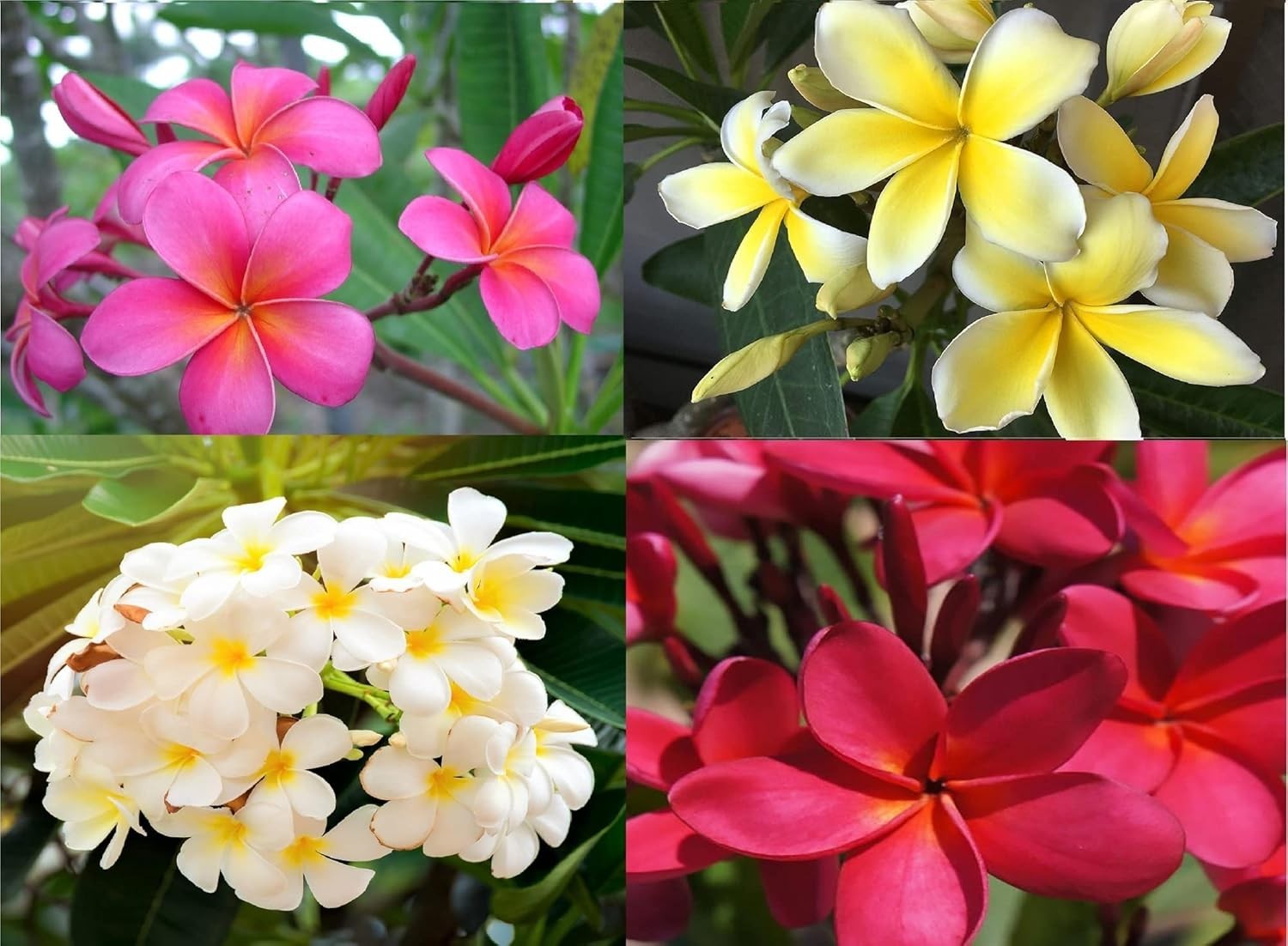 Hawaiian Mixed 4 Pack Plumeria Plant Cuttings -Easy Care Indoor Outdoor plant - Hawaiian Mixed 4 Pack Plumeria Plant Cuttings -Easy Care Indoor Outdoor plant -