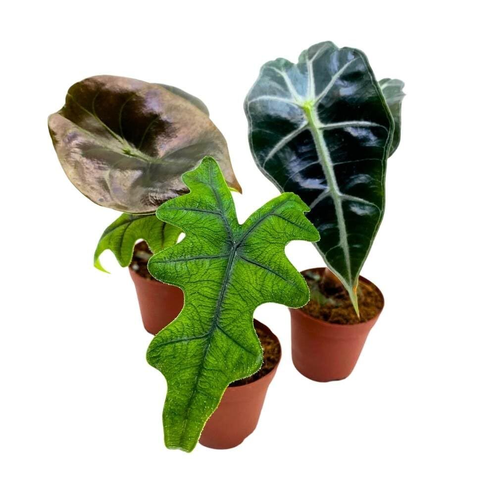 Rare Alocasia Assortment, 2 inch Set of 3, Jacklyn, Cuprea Pixi Rare Alocasia Assortment, 2 inch Set of 3, Jacklyn, Cuprea Pixi
