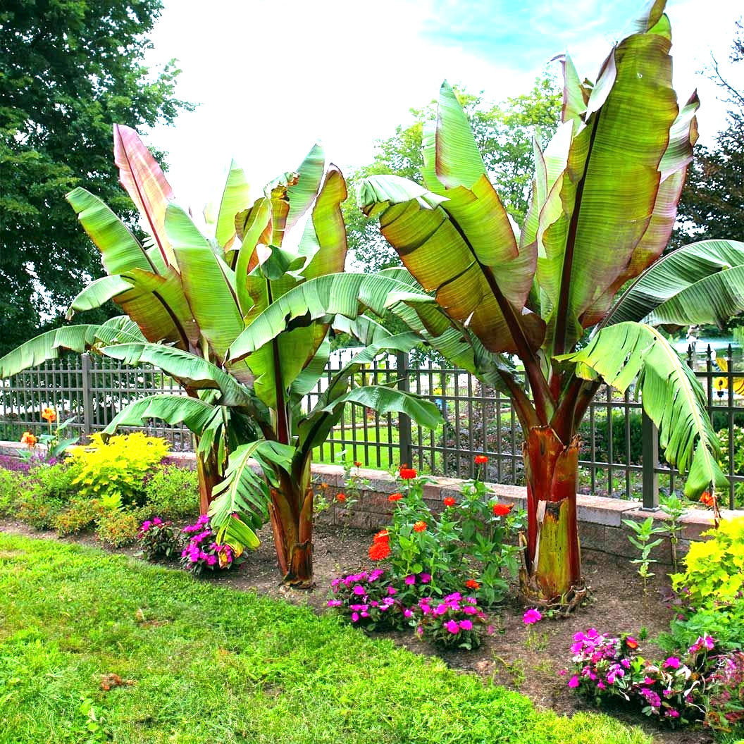 5 Red Abyssinian (Musa Ensete ventricosum) False Banana Plant Tree Seeds RARE 5 Red Abyssinian (Musa Ensete ventricosum) False Banana Plant Tree Seeds RARE