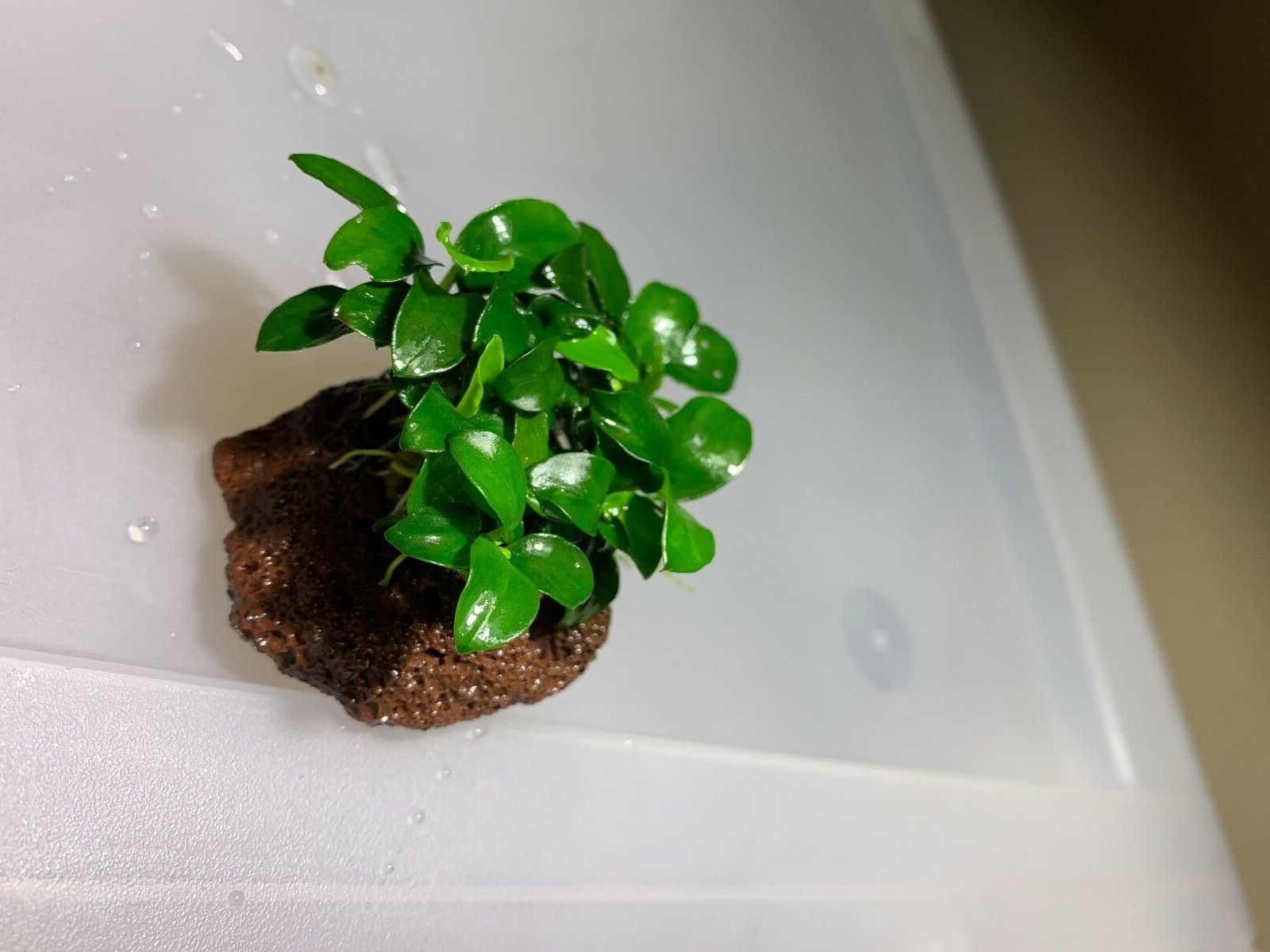 5 Anubias Nana Petite On Lava Rock Easy Live Aquarium Plants ✅