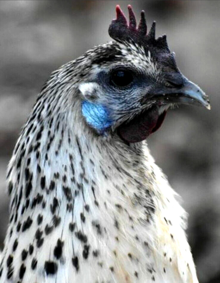 6 NPIP/AI Clean RARE MOSAIC Chicken Hatching Eggs SHOW QUALITY GRADE A+++ 6 NPIP/AI Clean RARE MOSAIC Chicken Hatching Eggs SHOW QUALITY GRADE A+++