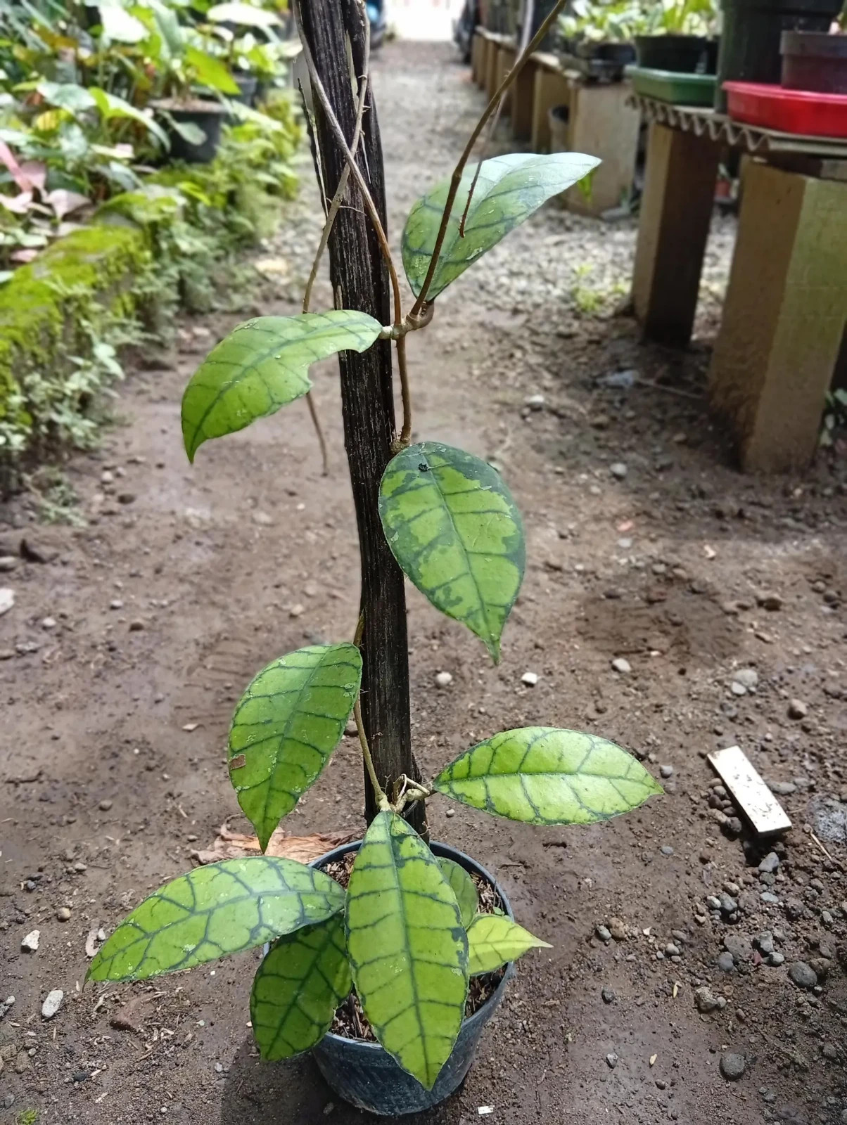 Real Picture Hoya Callistophylla Emerald Green Rare Plant