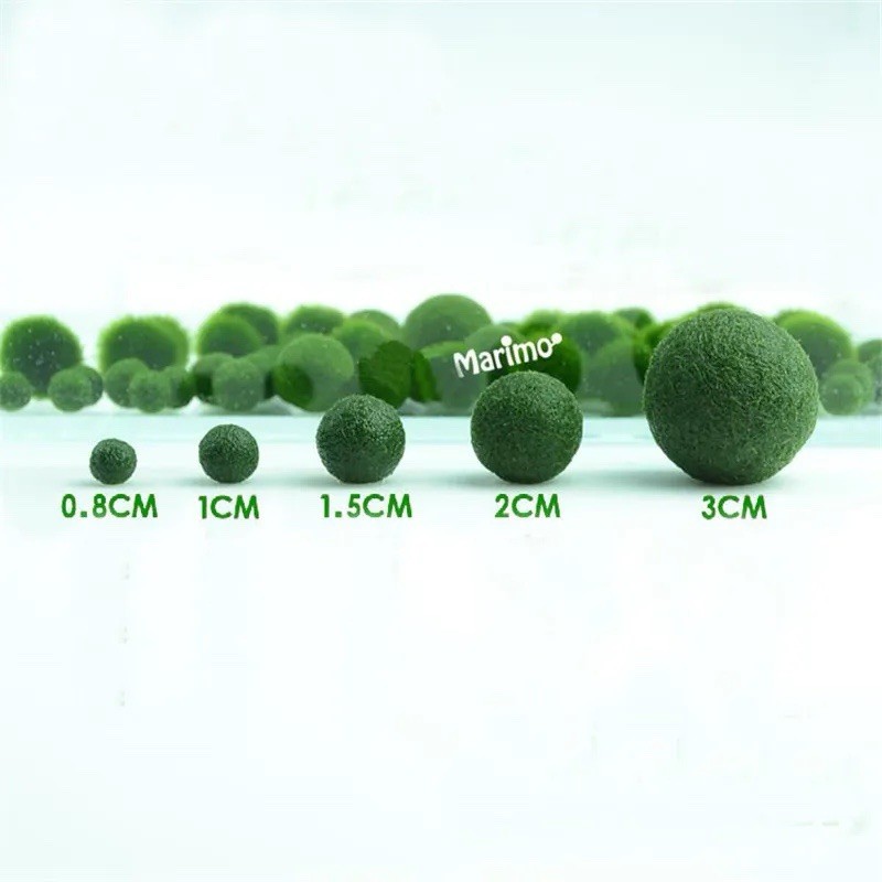 Marimo moss 5 balls variety pack a Live Aquarium Plant Fish Tank plant Marimo moss 5 balls variety pack a Live Aquarium Plant Fish Tank plant