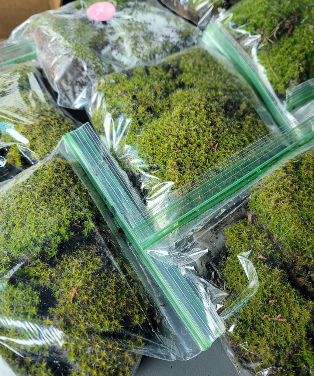 Live Star Moss, Live Plants, Fresh, Fairy Gardens, Vivarium Reptiles Frogs 