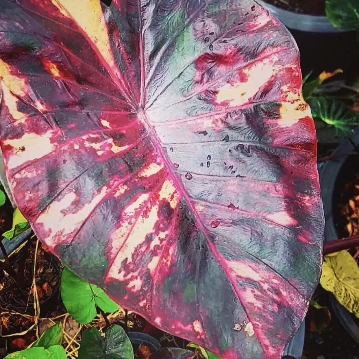 AUTHENTIC Colocasia  Morning Star 1 bulb