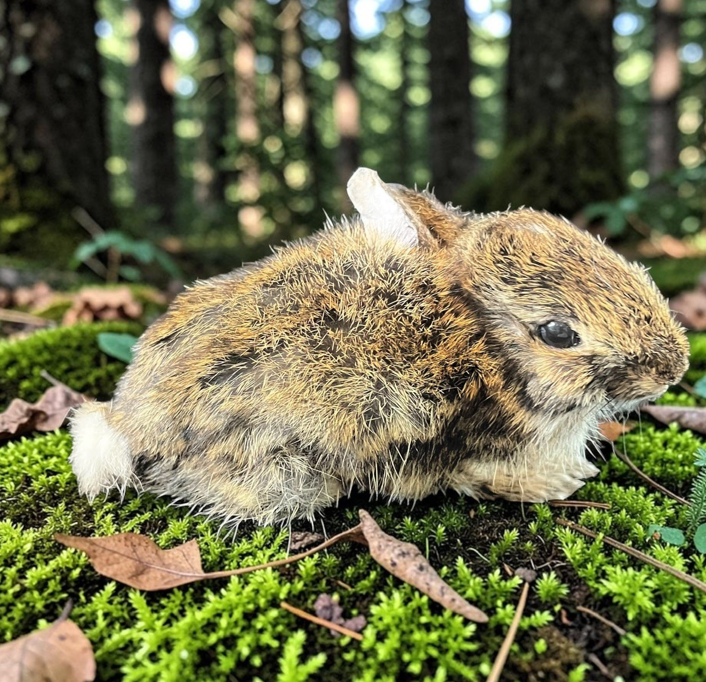 An adorable small wild bunny…taxidermy An adorable small wild bunny…taxidermy