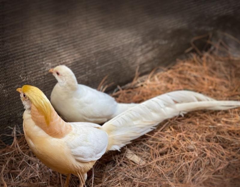 PRE-SALE 8 Peach Golden Hatching Eggs —READ DESCRIPTION— Ships In April-May 