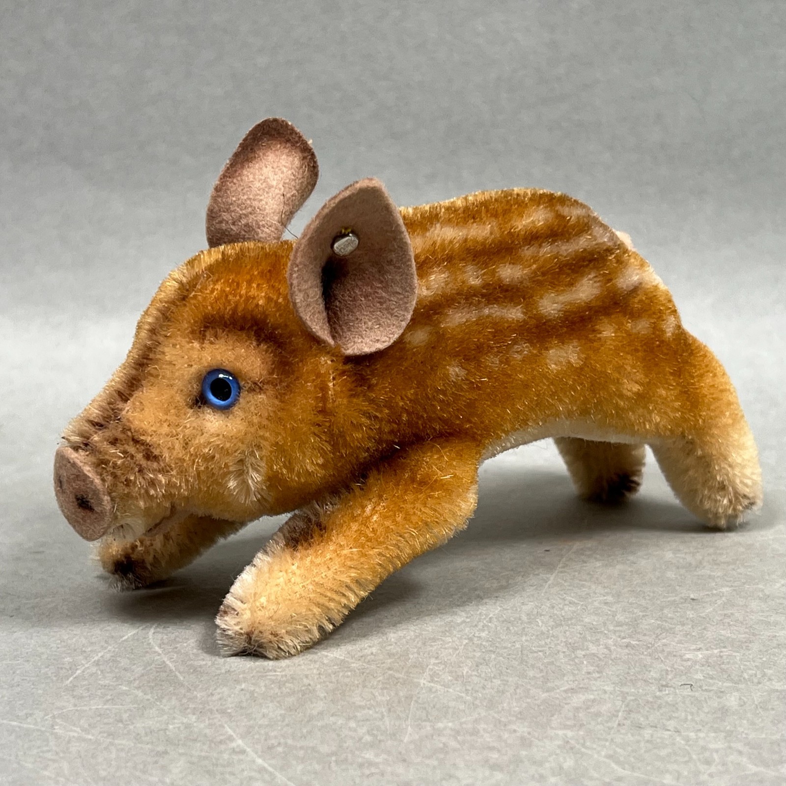 Beautiful Blue Eyed Vintage 1950’s Steiff Mohair Pig Boar 6” Name Tag  & Button