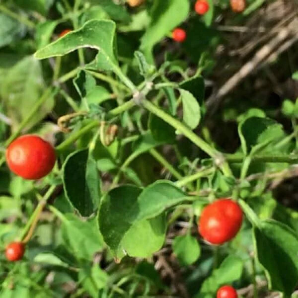 Chiltepin / Tepin / Chile Pequin / Birds Eye Pepper Seeds |  | 1284