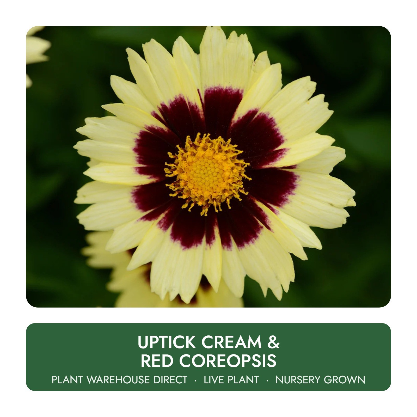 UpTick™ Cream & Red Coreopsis Live Plant Well Rooted UpTick™ Cream & Red Coreopsis Live Plant Well Rooted