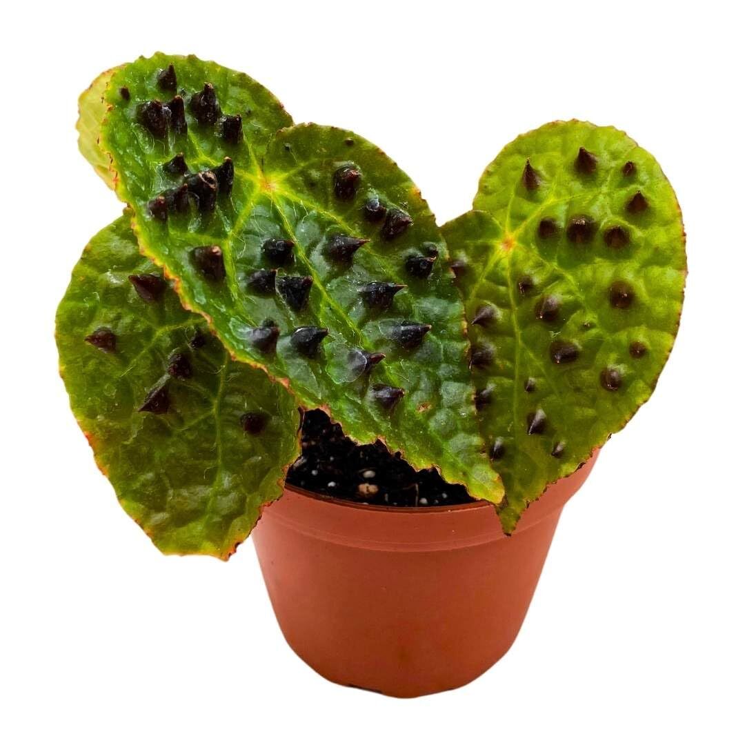 Harmony Foliage Begonia Ferox Rare with Spikes 4 inch Harmony Foliage Begonia Ferox Rare with Spikes 4 inch