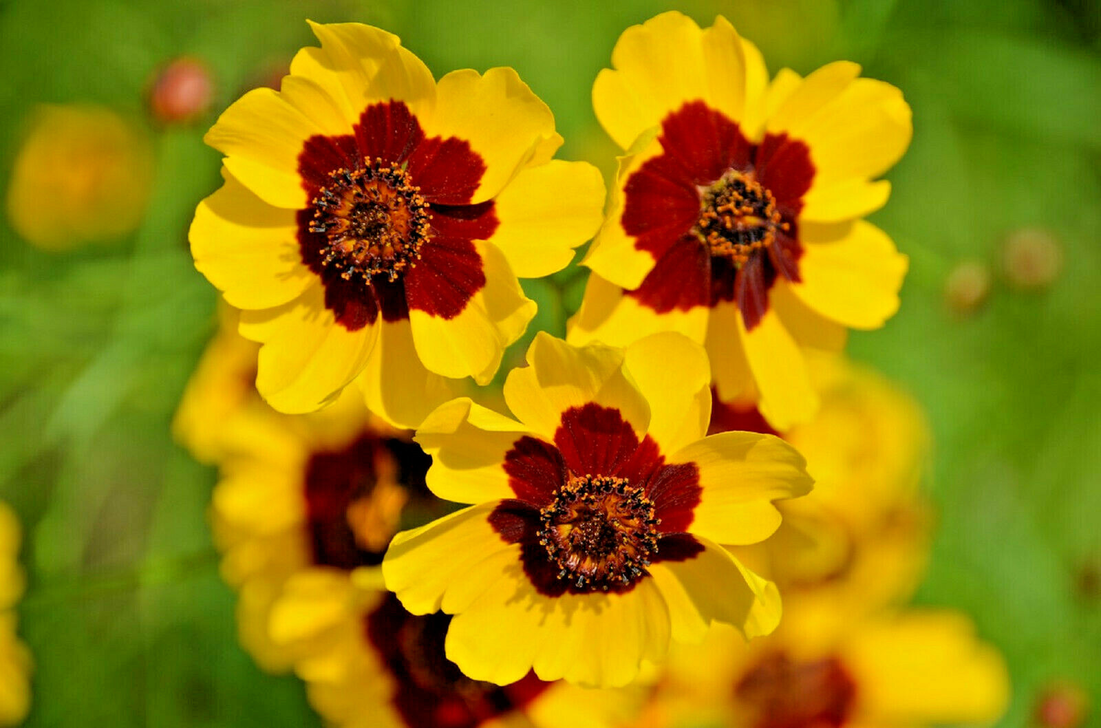 2000+ Dwarf Plains Coreopsis Edible Medicinal Wildflower Seeds | Native Tickseed