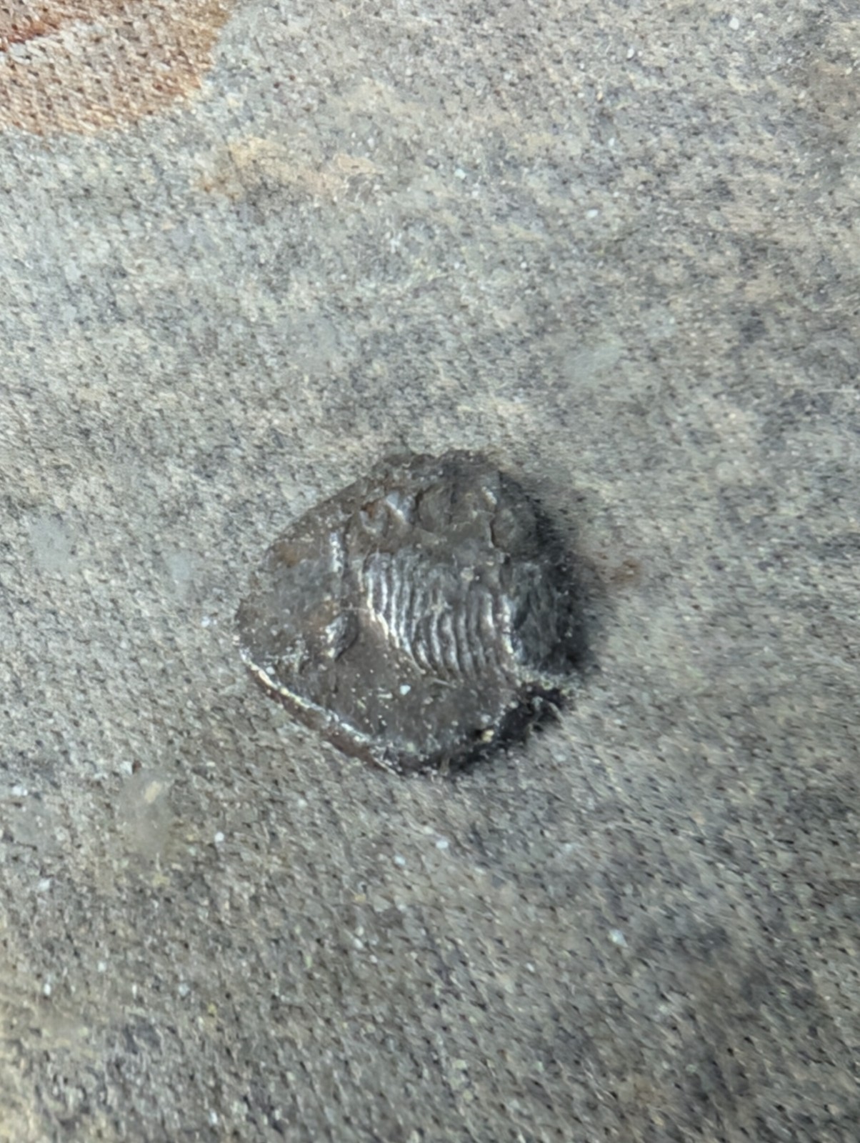 Ionia, Miletos AR8 diobol. Lion / incuse Stellate pattern