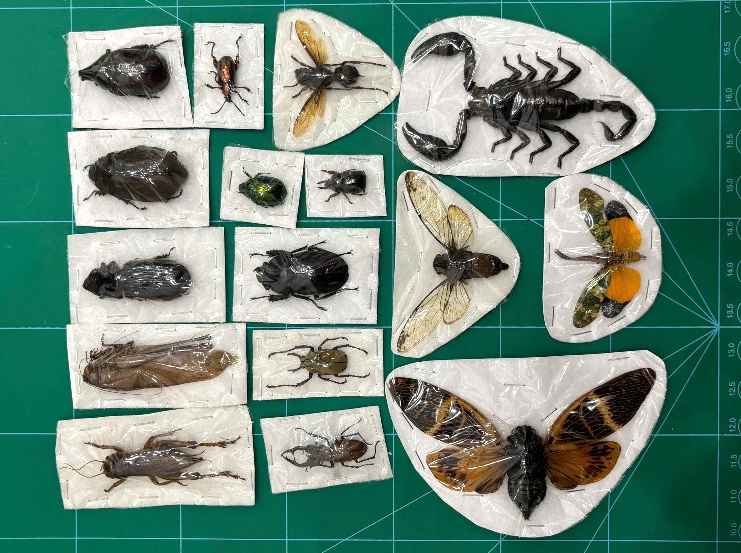15 Beetle Insects Bugs Real Taxidermy Butterflies Cicadas Dried Oddities Decor