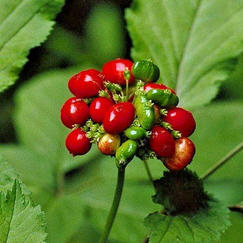 Premium American Ginseng Seeds - Stratified Woodland Botanical - Harvested 2025