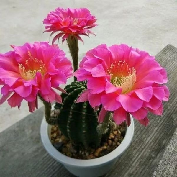Echinopsis Schick Hybrids Fragrance Blooming Cactus Succulent Echinopsis Schick Hybrids Fragrance Blooming Cactus Succulent