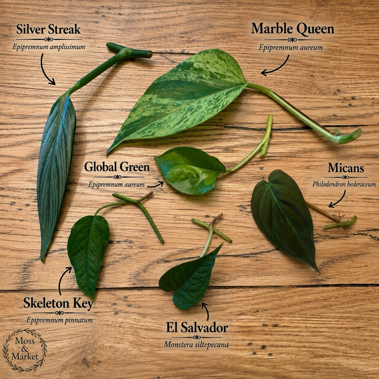 Rare Aroid Node Cuttings 🪴 Philodendron Epipremnum Monstera You Get 6 Types