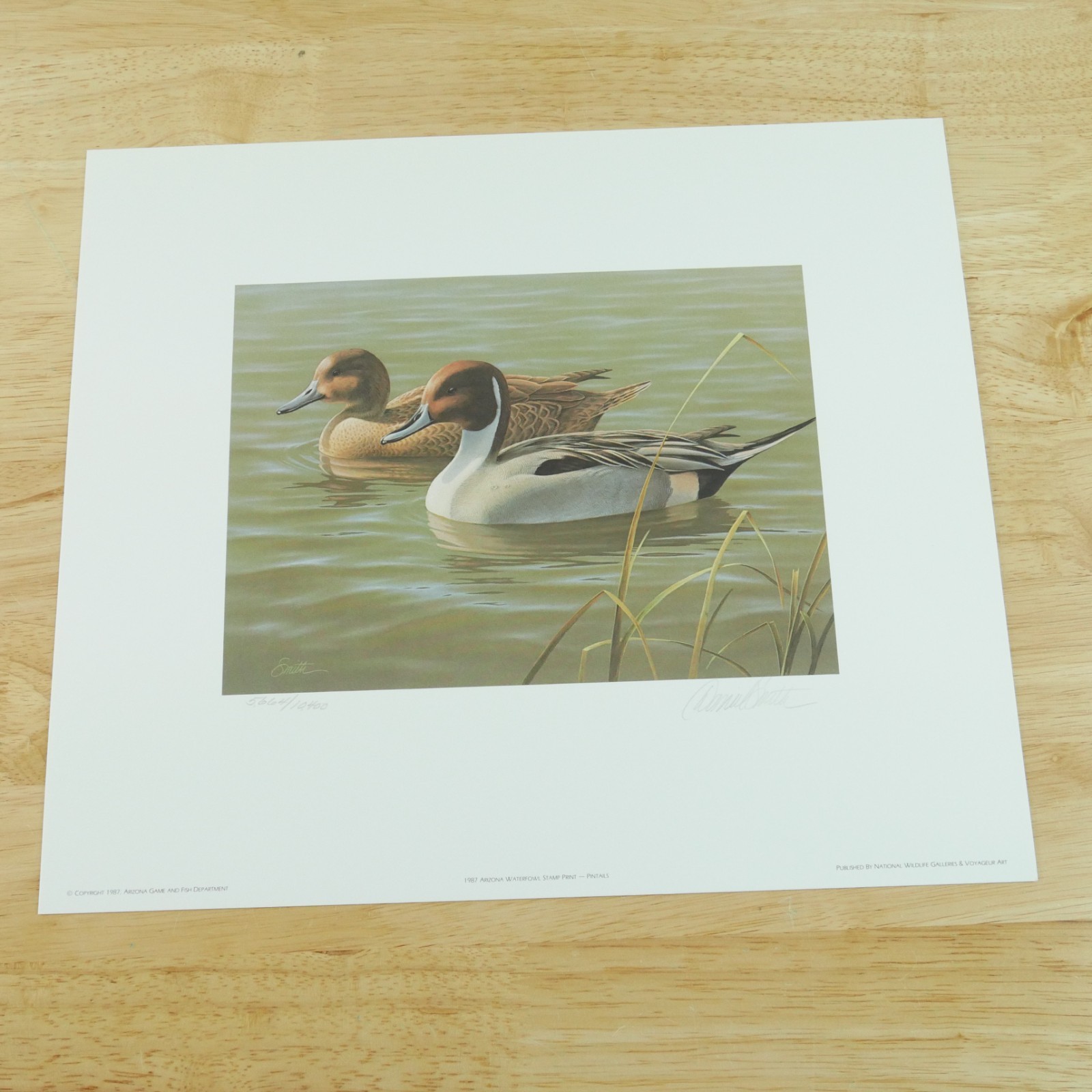 1987 First of State Arizona Duck Stamp Print Only original folio Daniel Smith 1987 First of State Arizona Duck Stamp Print Only original folio Daniel Smith
