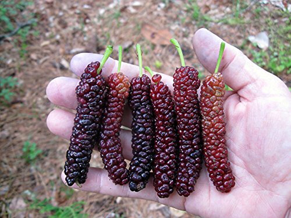 Pakistan Long Mulberry Tree - Live Plant – Morus Macroura Pakistan Long Mulberry Tree - Live Plant – Morus Macroura