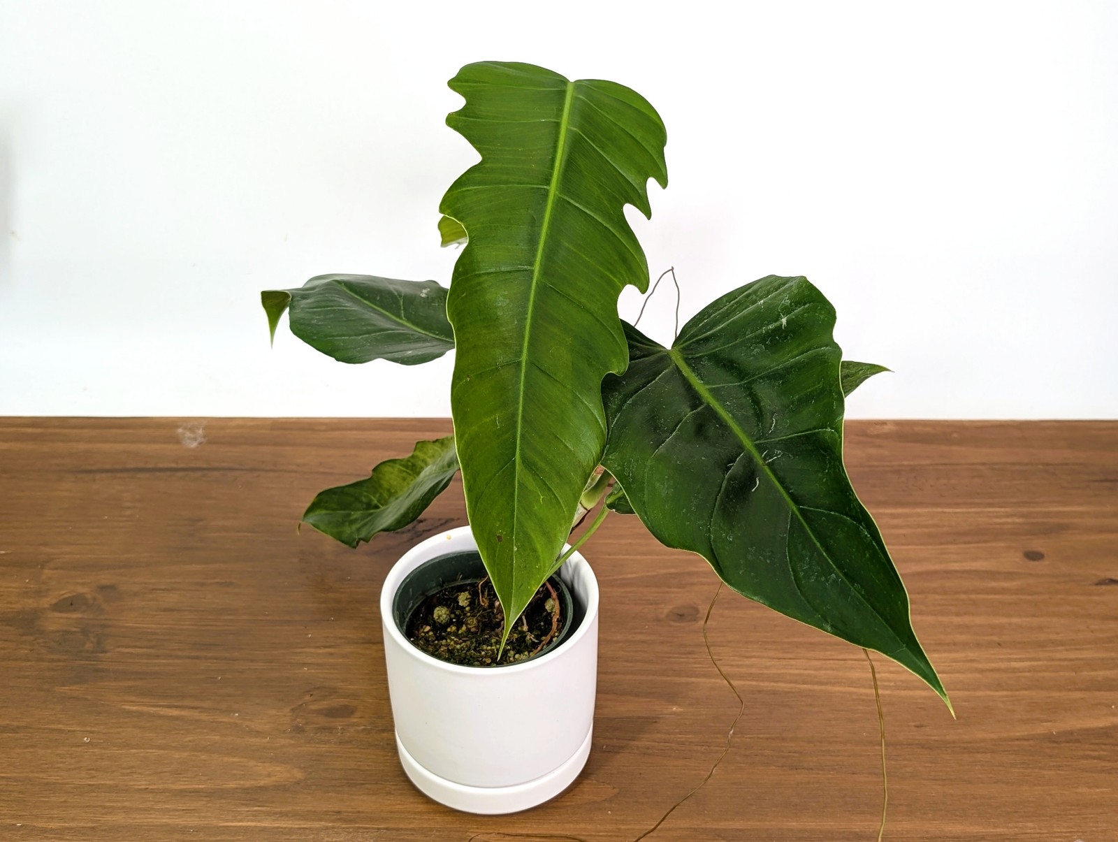 Philodendron Angel Eyes (Patriciae x Tortum) - US Seller 4\ Philodendron Angel Eyes (Patriciae x Tortum) - US Seller 4\