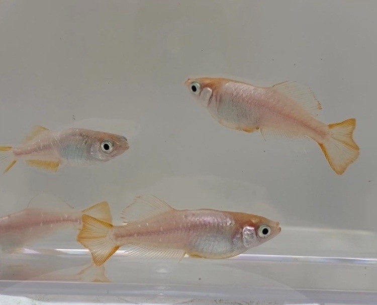 MEDAKA OuRinKou 2025 NEW COLOR  (California Bred) MEDIUM  SIZE / 3-4 month old