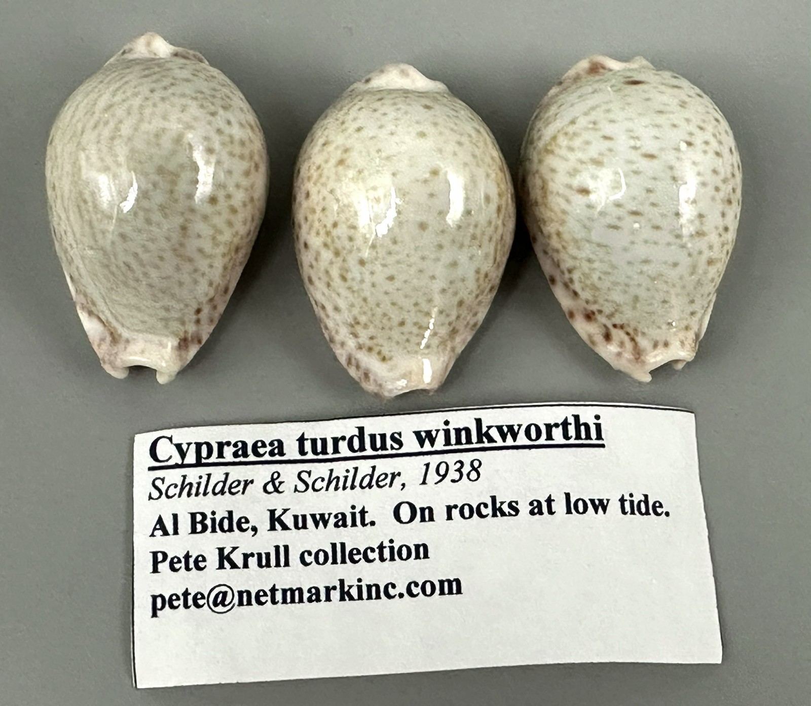 Naria turdus winckworthi Cypraea turdus 3 Shell Lot 39mm F+++/GEM Light Color