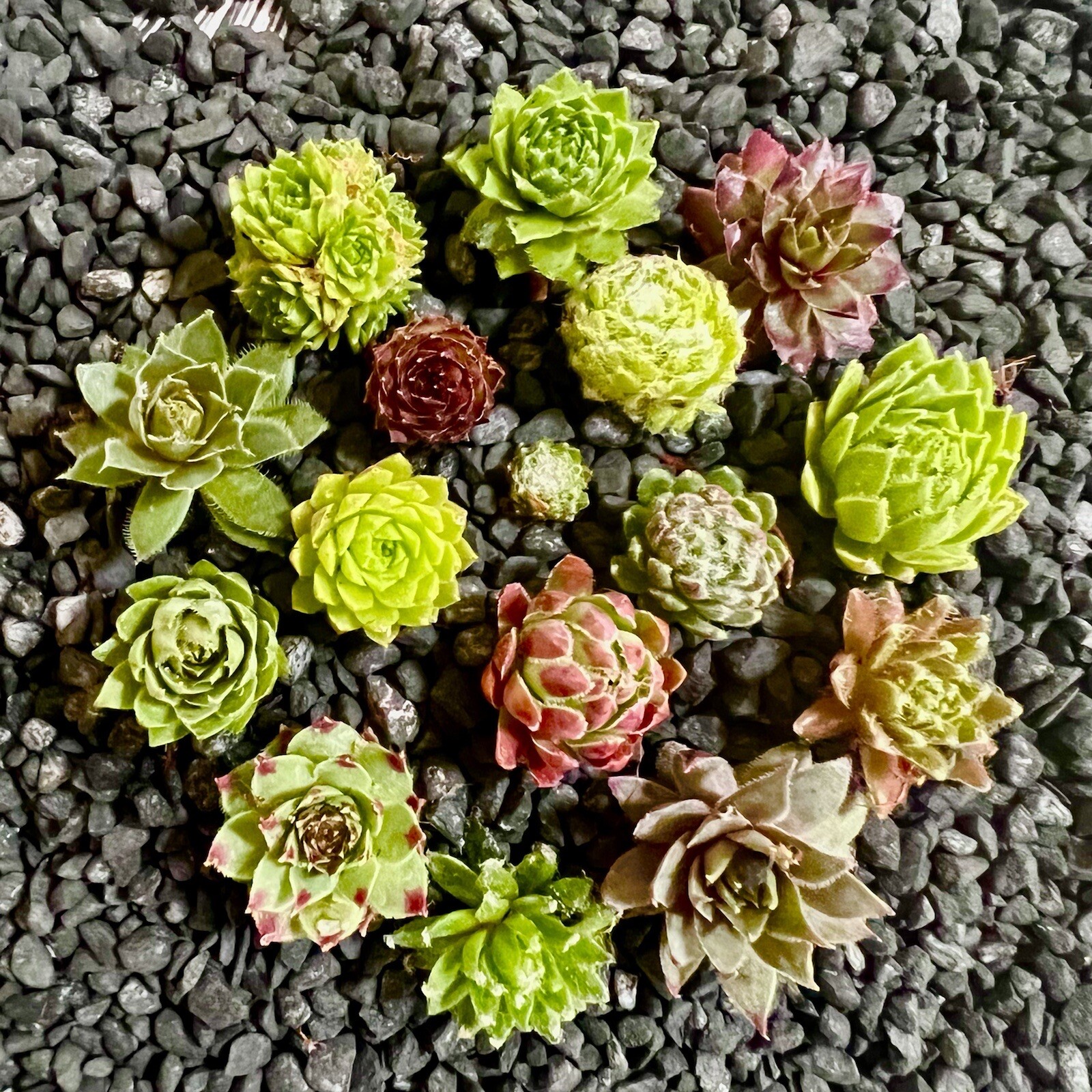 SALE on 10 Baby Sempervivum 10 varieties of Healthy Hens & Chicks +/- 1 in size