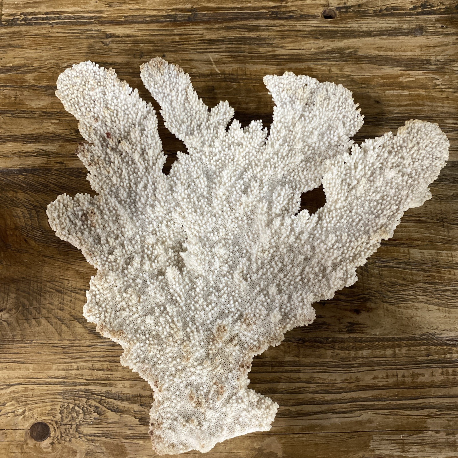 Extra Large Natural White Coral Specimen Decor Display Piece Extra Large Natural White Coral Specimen Decor Display Piece