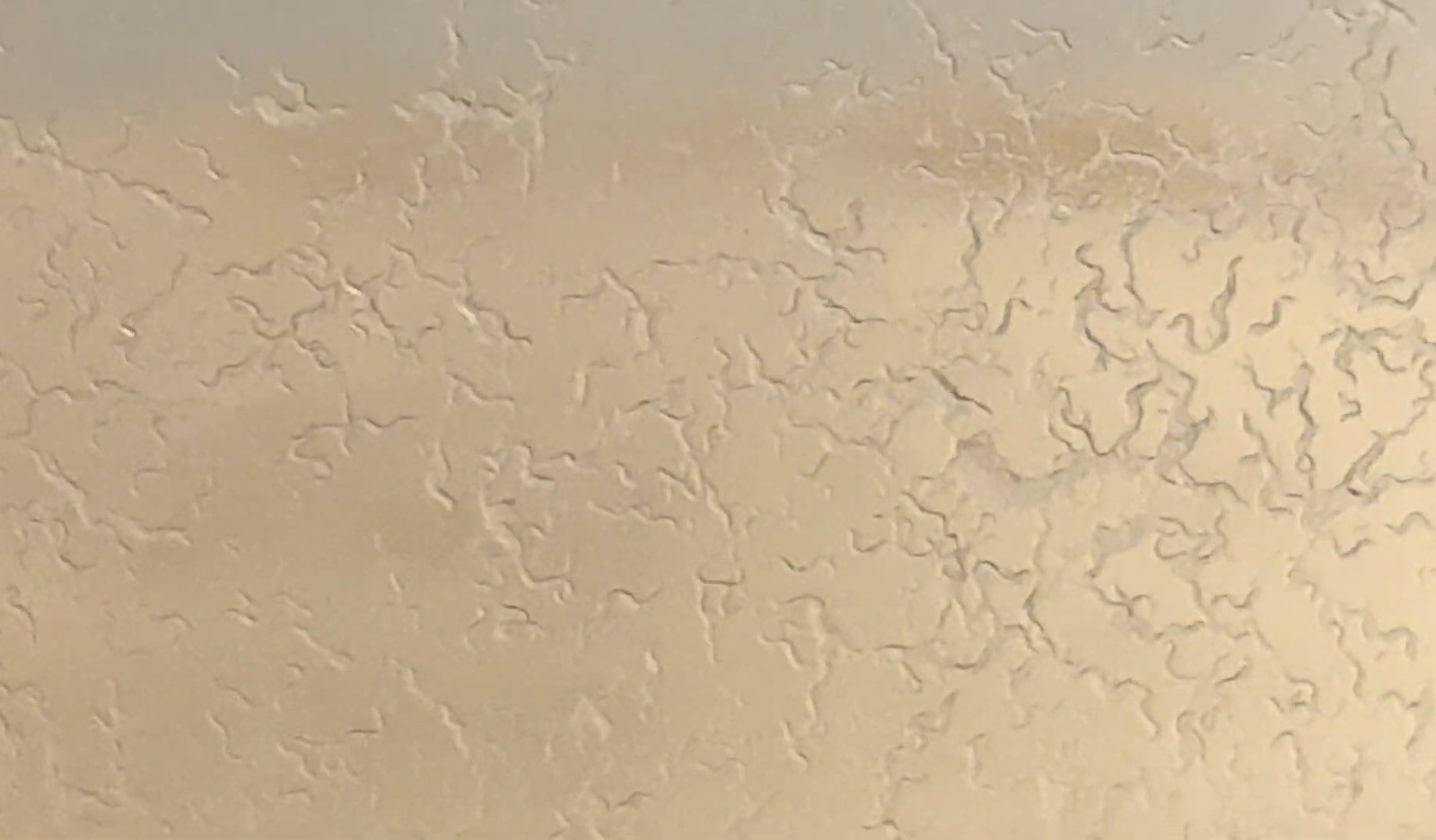 1 oz Microworm Starter Culture - Easy Live Food for Fry, Nano Fish, Guppy, Betta