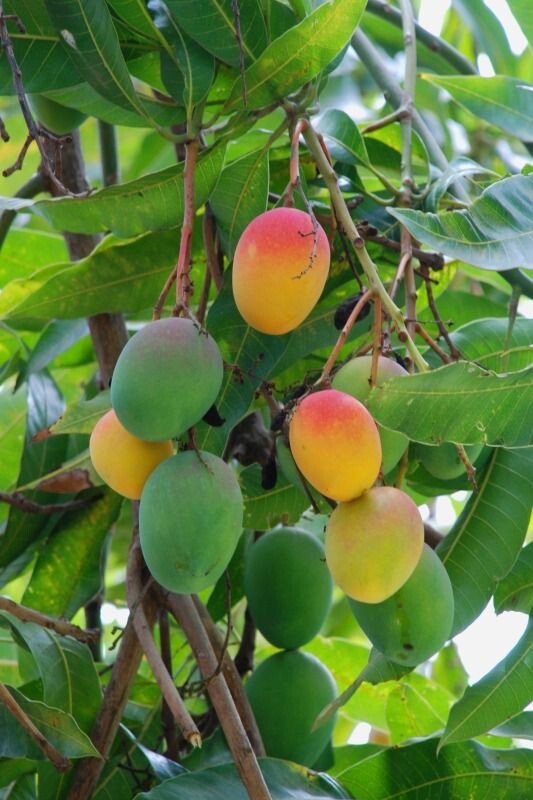 3 Florida MANGO Scion Wood Cuttings for GRAFTING -- FRESH Curated Varieties 