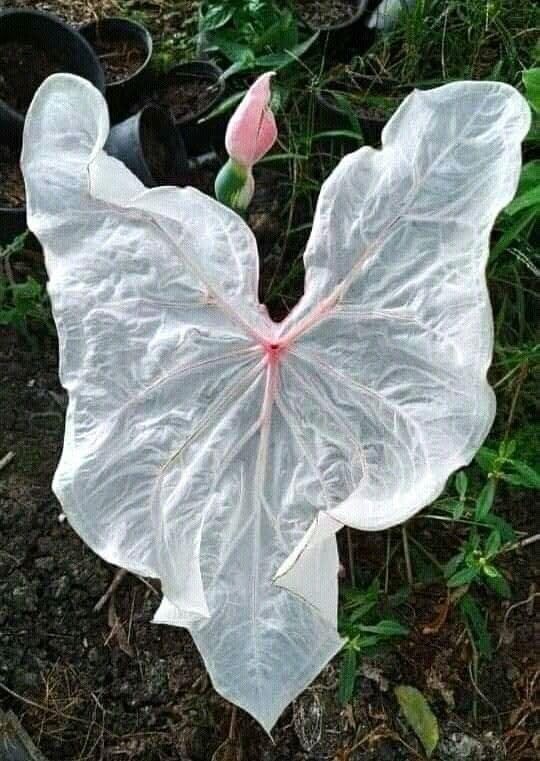 Caladium White Bulbs for Planting Tropical Foliage Garden Pack of 2