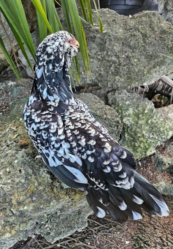 6 Blue and Black Mottled Ameraucana Hatching Eggs - Half Dozen Shipped in Foam