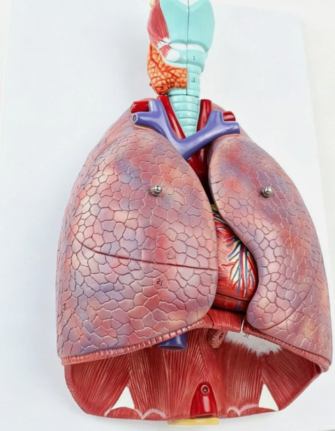 Human Lungs Model with Heart Anatomical Model 7 Parts Medical Teaching Lab
