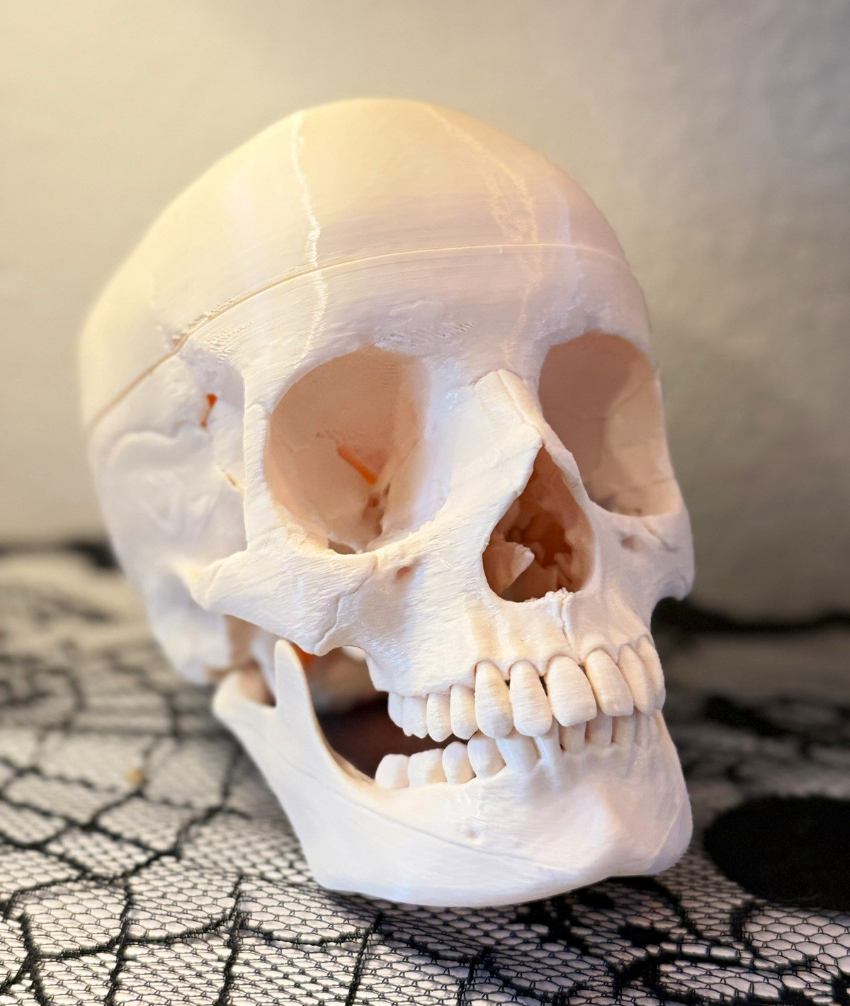 💀 Anatomically Detailed Human Skull Life-Size Anatomy Model - CHARITY SALE 