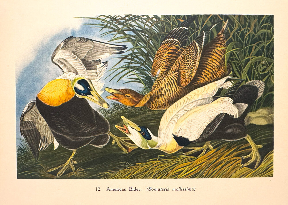 COMMON EIDER ST. CUTHBERT’S DUCK ~ Old 1940s Audubon Birds of America Art Print COMMON EIDER ST. CUTHBERT’S DUCK ~ Old 1940s Audubon Birds of America Art Print