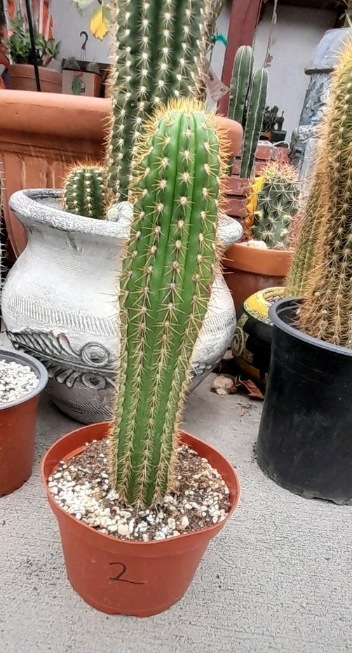 Echinopsis GOLDEN SPACIANA,T Cereus Grandiflores 10-11\