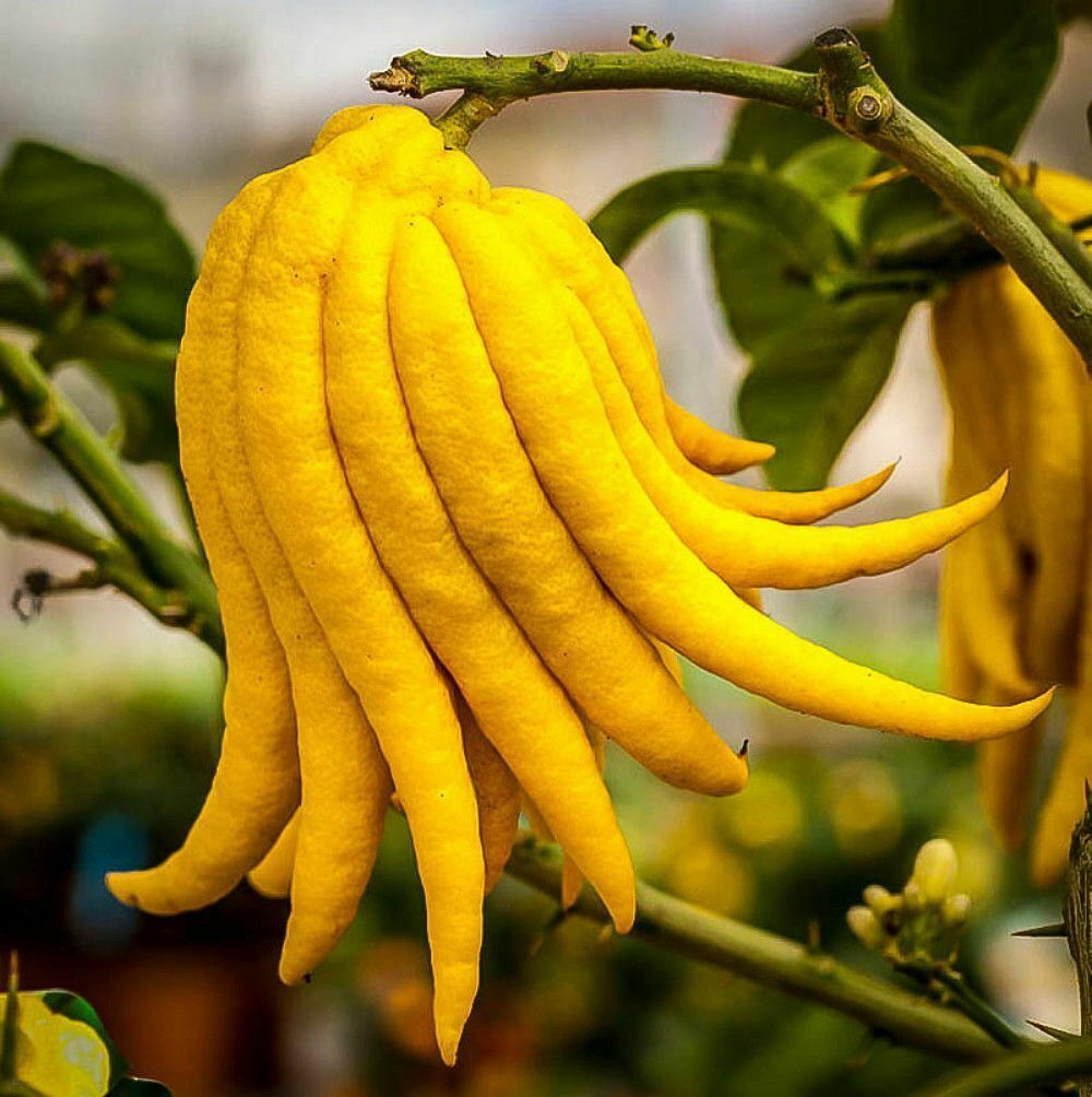 Buddhas Hand (Fingered Citron) Tree - 24-36\