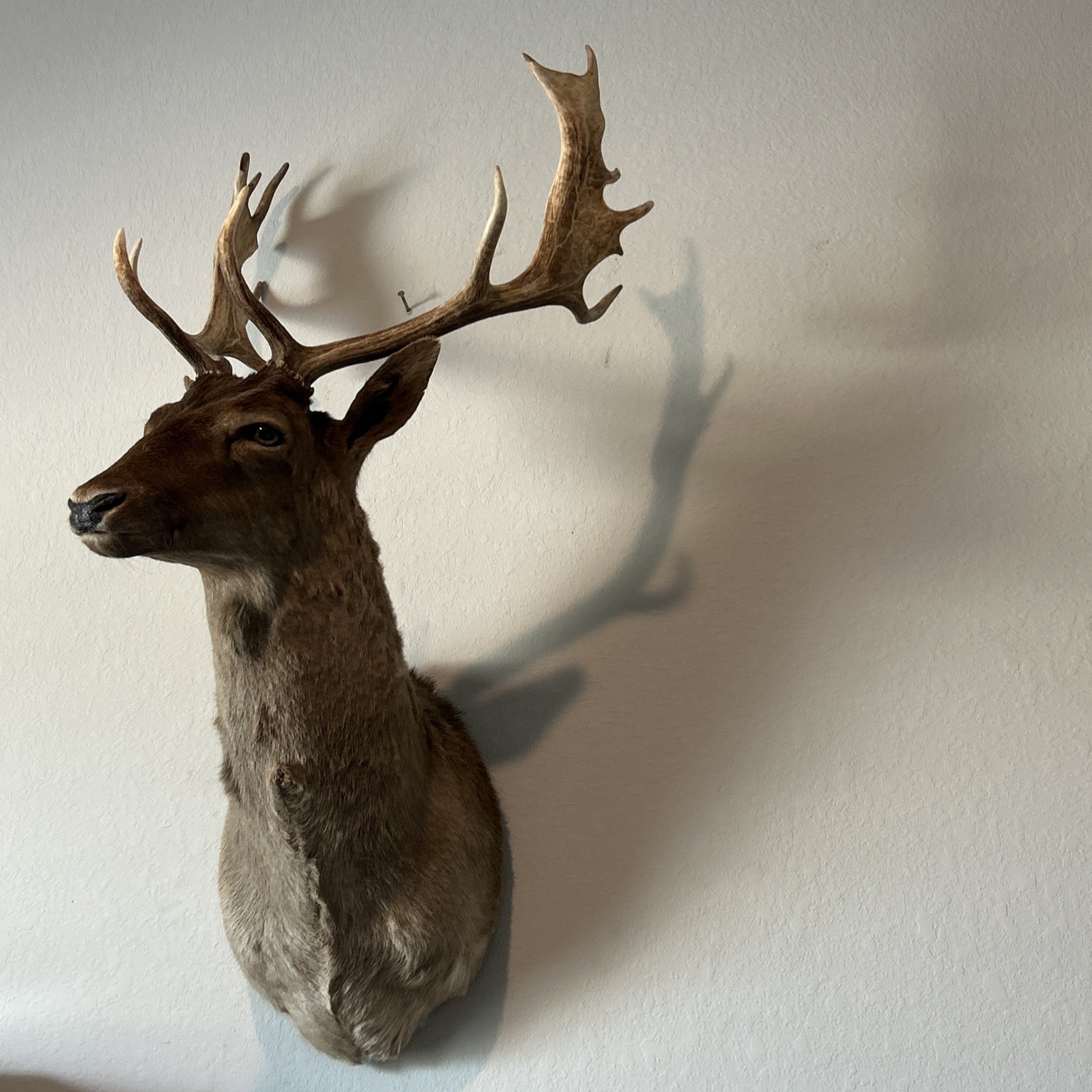 Chocolate Fallow Deer 14 Points 22” Spread Chocolate Fallow Deer 14 Points 22” Spread