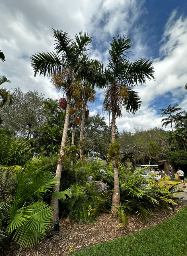 Gaussia gomez-pompae Live Plant, Mexican Palm, Tropical Ornamental Palm, Size #1