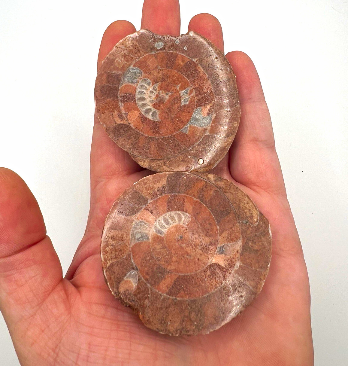 Ammonite Fossil Matching Pair Cut & Polished Split Halves Brown Spiral Ammonite Fossil Matching Pair Cut & Polished Split Halves Brown Spiral